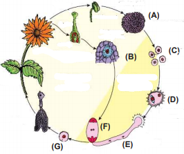 make a list of all the haploid forms of the plant.